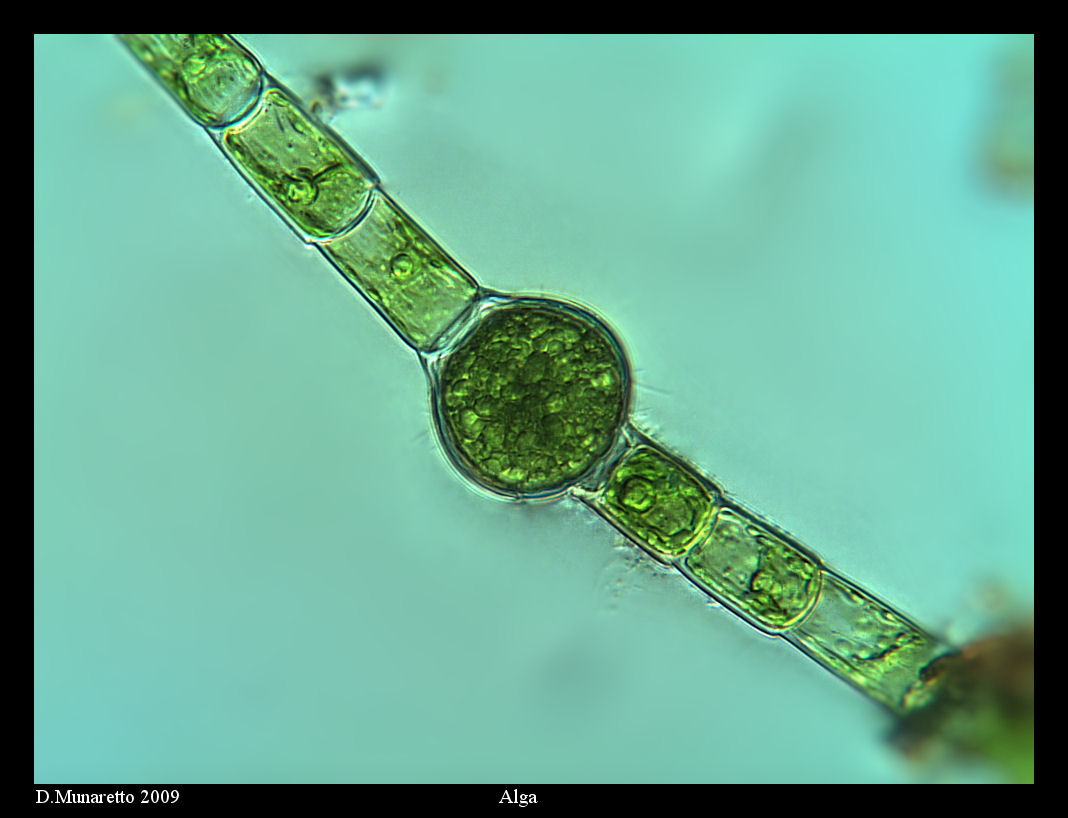 Alga...